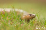 Hazelworm (Anguis fragilis) 