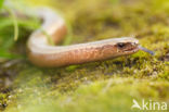 Hazelworm (Anguis fragilis) 