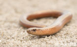 Hazelworm (Anguis fragilis) 