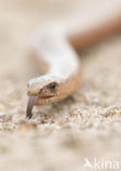 Slow Worm (Anguis fragilis)