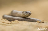 Hazelworm (Anguis fragilis) 