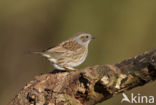 Heggemus (Prunella modularis)