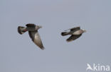 Holenduif (Columba oenas)