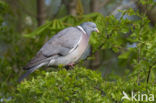 Houtduif (Columba palumbus)