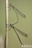 Green Emerald Damselfly (Lestes viridis