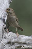 Huismus (Passer domesticus) 