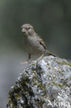 House Sparrow (Passer domesticus)