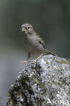 Huismus (Passer domesticus) 