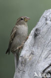 Huismus (Passer domesticus) 