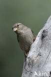 Huismus (Passer domesticus) 