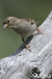 Huismus (Passer domesticus) 