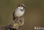 Huismus (Passer domesticus) 