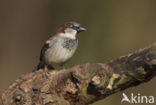 Huismus (Passer domesticus) 