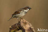 Huismus (Passer domesticus) 