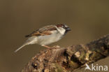 Huismus (Passer domesticus) 