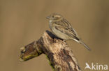 Huismus (Passer domesticus) 