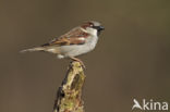 Huismus (Passer domesticus) 