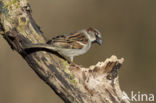 Huismus (Passer domesticus) 