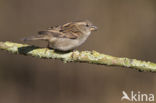 House Sparrow (Passer domesticus)