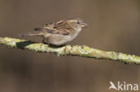 Huismus (Passer domesticus) 