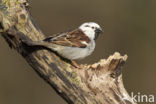 Huismus (Passer domesticus) 