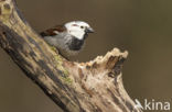 Huismus (Passer domesticus) 