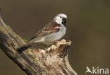 Huismus (Passer domesticus) 