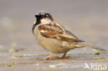 Huismus (Passer domesticus) 