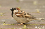 Huismus (Passer domesticus) 