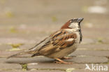 Huismus (Passer domesticus) 