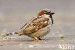 Huismus (Passer domesticus) 