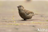 Huismus (Passer domesticus) 