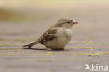 Huismus (Passer domesticus) 