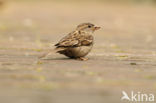 Huismus (Passer domesticus) 