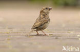 Huismus (Passer domesticus) 