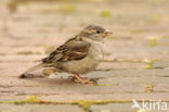 Huismus (Passer domesticus) 