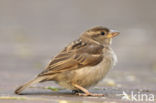 Huismus (Passer domesticus) 