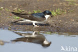 Common House-Martin (Delichon urbicum)