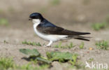 Common House-Martin (Delichon urbicum)