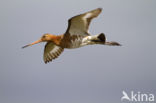 Icelandic Black-tailed Godwit (Limosa limosa islandica)