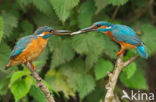 IJsvogel (Alcedo atthis)