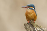 Kingfisher (Alcedo atthis)