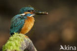 Kingfisher (Alcedo atthis)