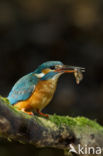 Kingfisher (Alcedo atthis)