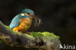 Kingfisher (Alcedo atthis)