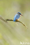 Kingfisher (Alcedo atthis)