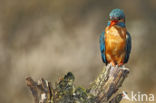 Kingfisher (Alcedo atthis)