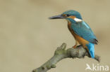 Kingfisher (Alcedo atthis)