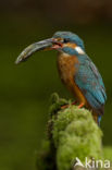 IJsvogel (Alcedo atthis)