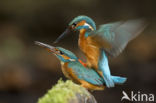 Kingfisher (Alcedo atthis)